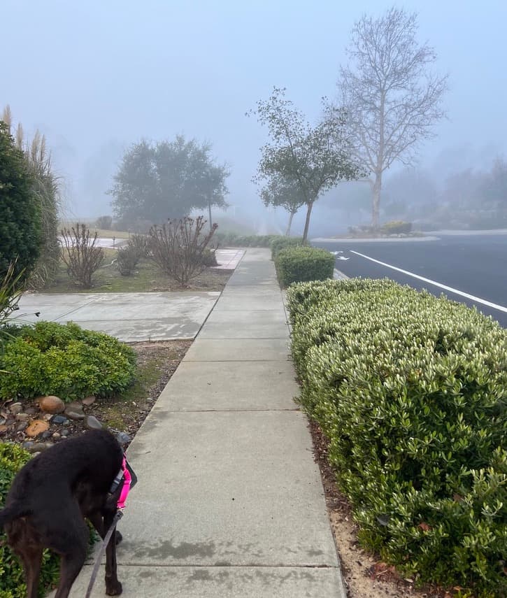 Mara the dog, walking into the fog